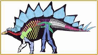 Stegosaurus Sarah Bone Map